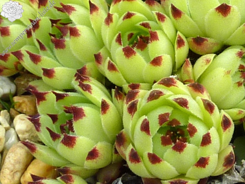 calcareum from Rocher de Aubin