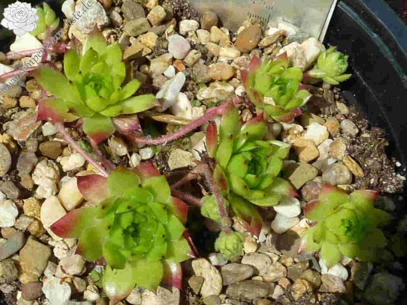 ossetiense from Bakuriani