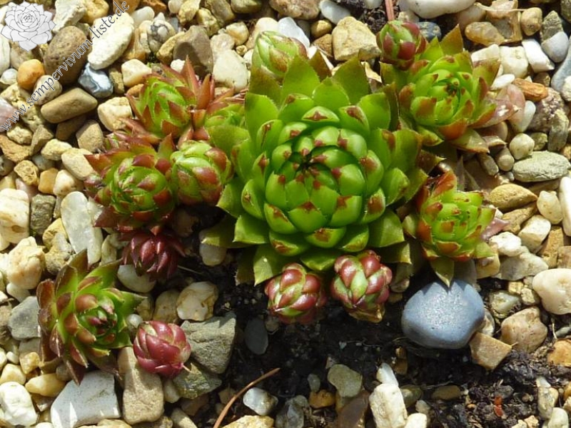 globiferum ssp. hirtum (tatrensis) from Baranec, 2000m