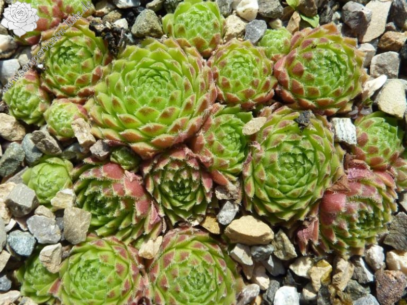 barbulatum from Lac de l'Oule