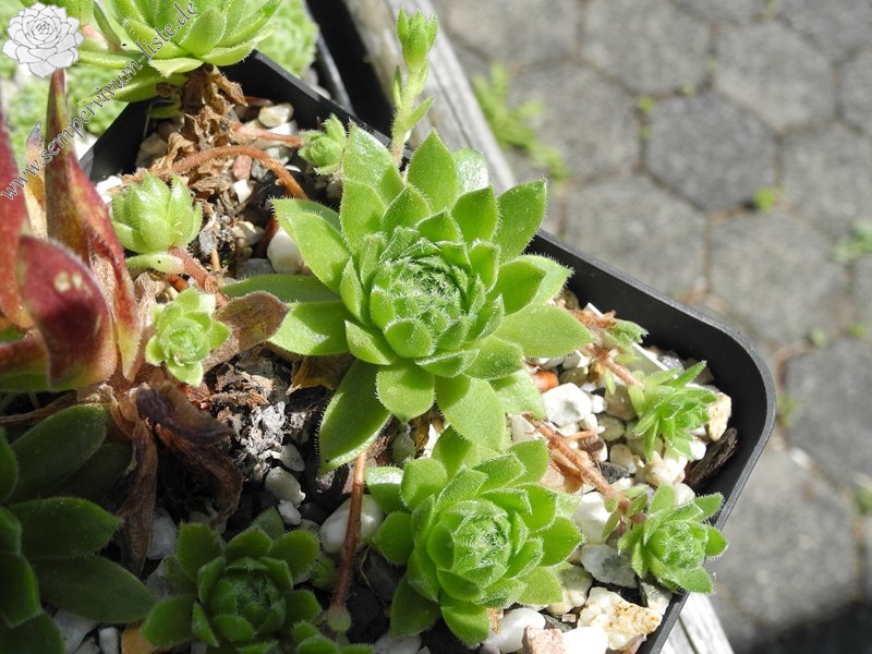 barbulatum from Morteratsch