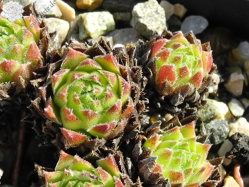 barbulatum from Morteratsch