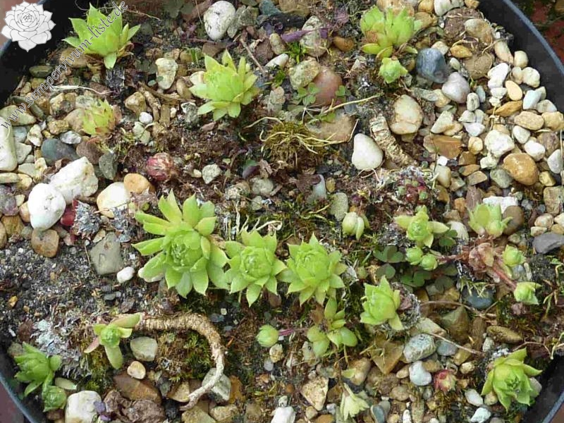 barbulatum from Nivolet, Aosta