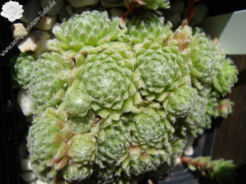 barbulatum from Nuria