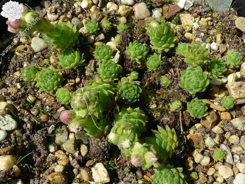 barbulatum from Pont d' Espagne