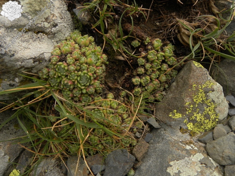 barbulatum from Port de Boucharo