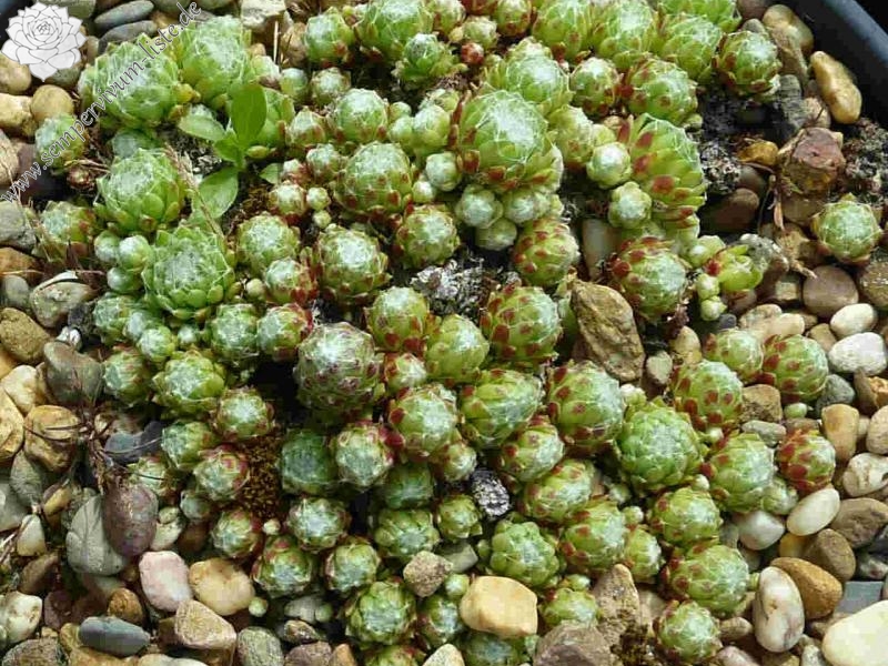 barbulatum from Saas-Fee