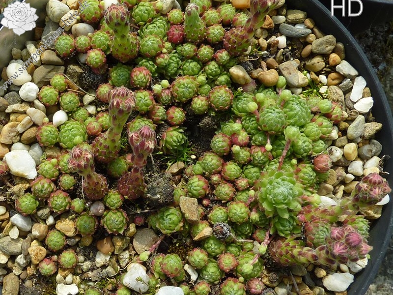 barbulatum from Sion