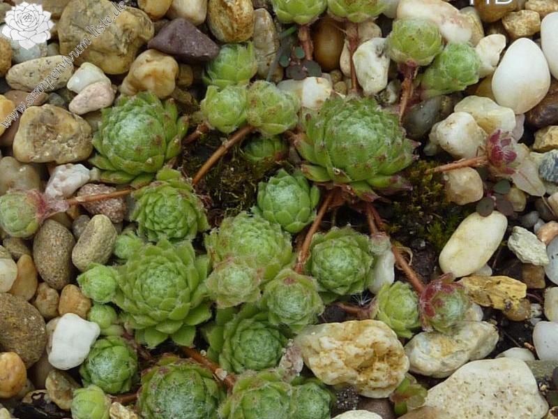 barbulatum from Verbier / Val de Bagnes