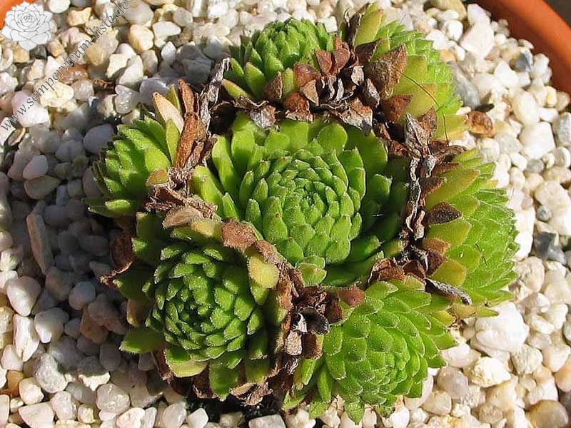 barbulatum ssp. etruscum from Corno alle Scale