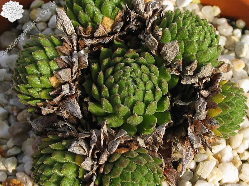 barbulatum ssp. etruscum from Corno alle Scale