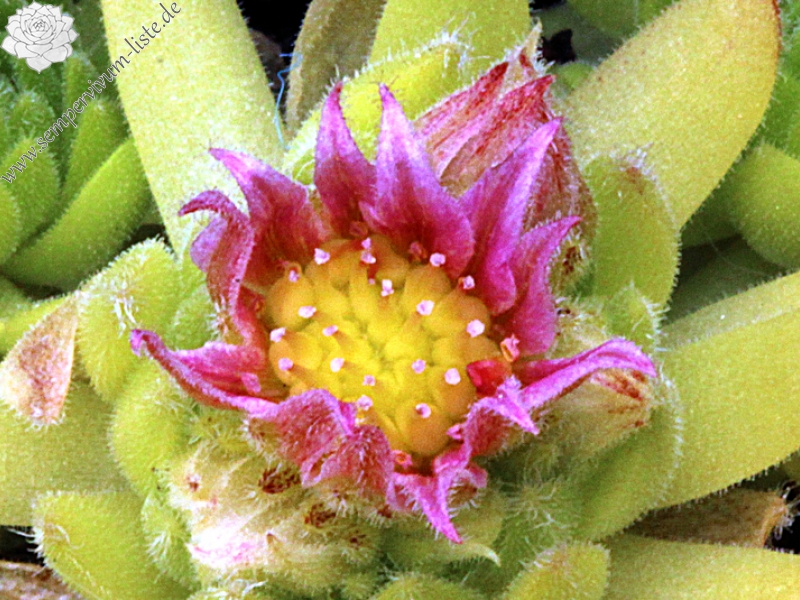 barbulatum ssp. etruscum from Corno alle Scale