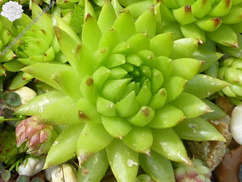 globiferum ssp. hirtum (tatrensis) from Biele Skaly