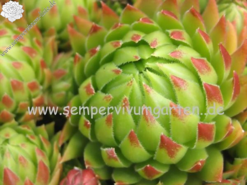 globiferum ssp. allionii from Esteng x S. glob. ssp. hirtum from Biele Karpaty SK