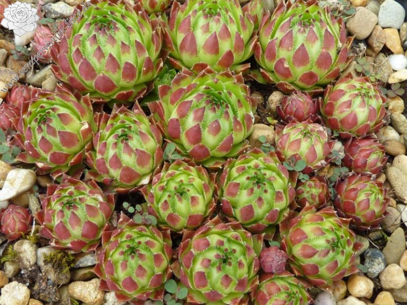 globiferum ssp. hirtum (tatrensis) from Blatnica