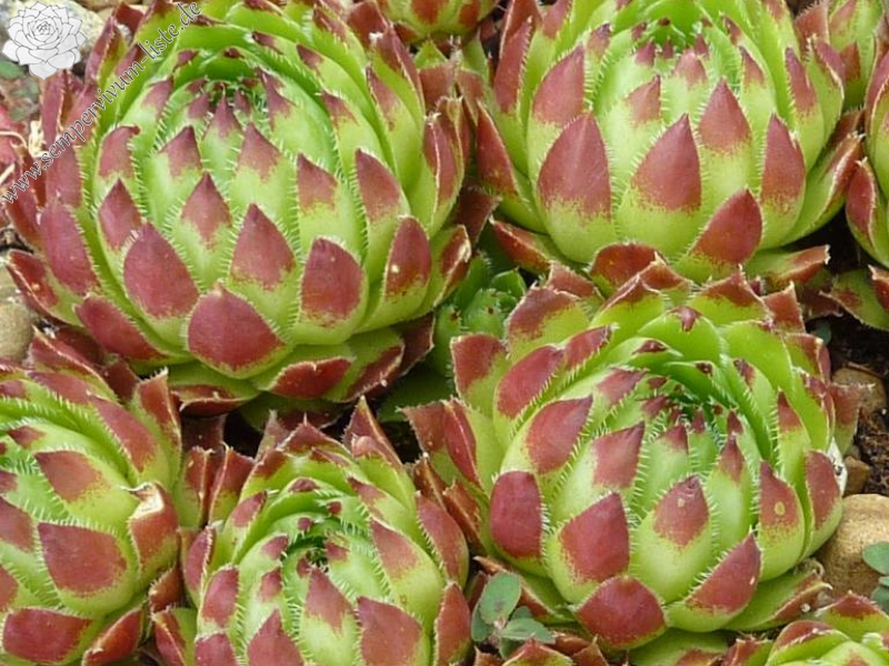 globiferum ssp. hirtum (tatrensis) from Blatnica