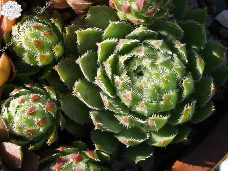 globiferum ssp. hirtum from Mont Boc