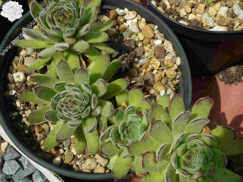 marmoreum from Bucegi - Babele