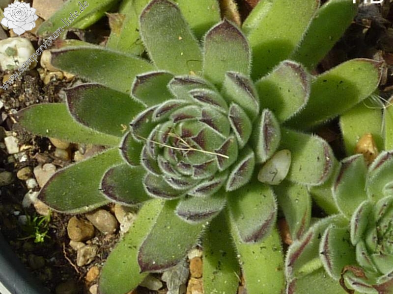 marmoreum from Bucegi - Babele