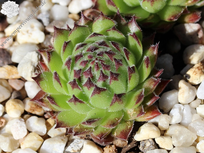 calcareum x S. montanum