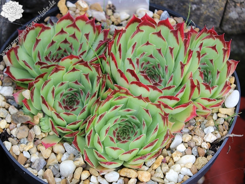 calcareum from Bairols