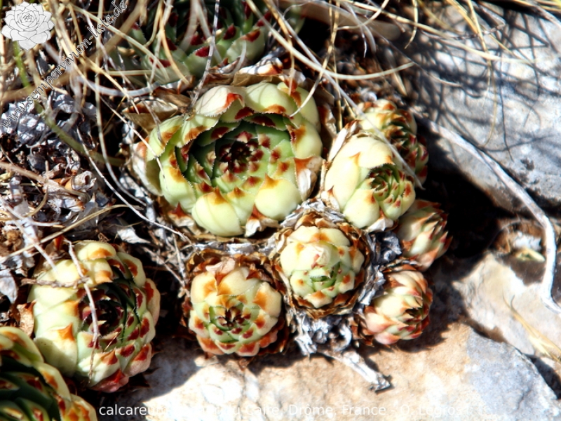 calcareum from Rocher du Caire