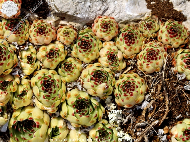 calcareum from Rocher du Caire