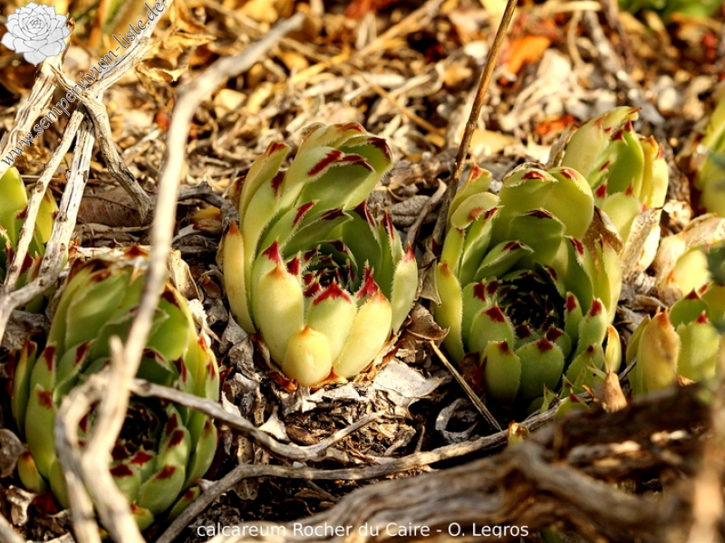 calcareum from Rocher du Caire