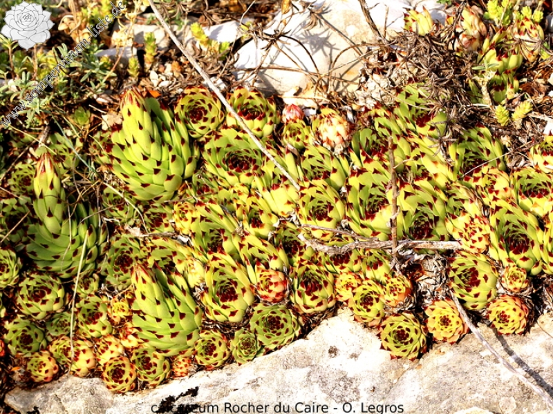 calcareum from Rocher du Caire
