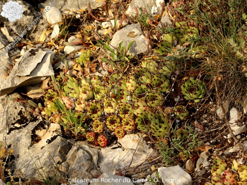 calcareum from Rocher du Caire