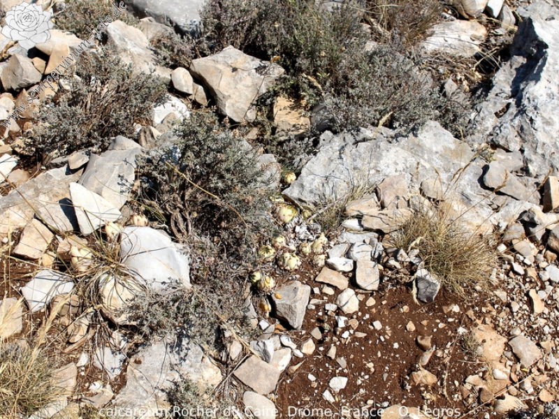 calcareum from Rocher du Caire