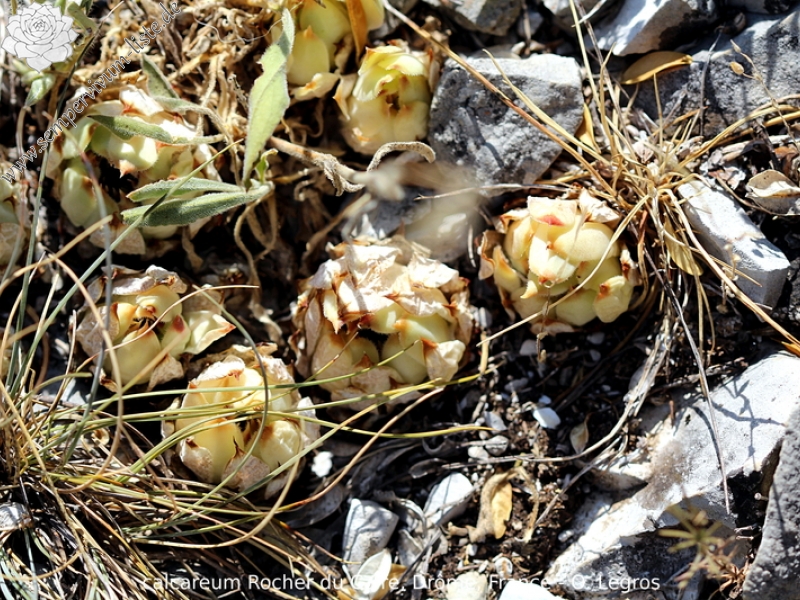 calcareum from Rocher du Caire