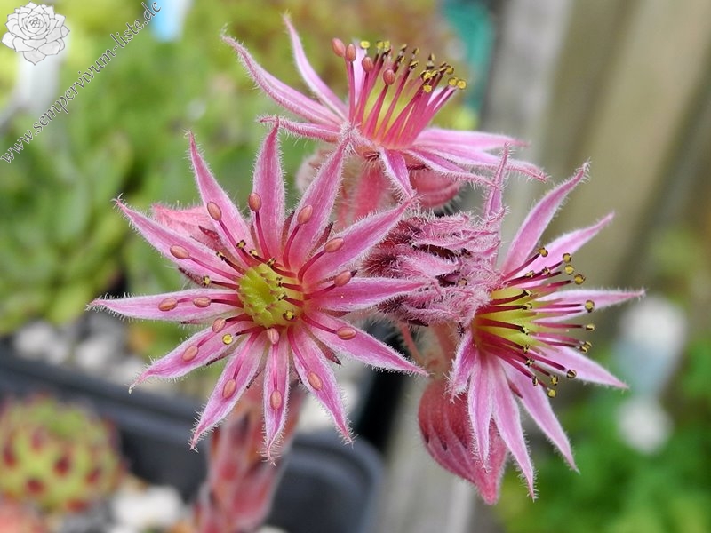 calcareum x S. montanum