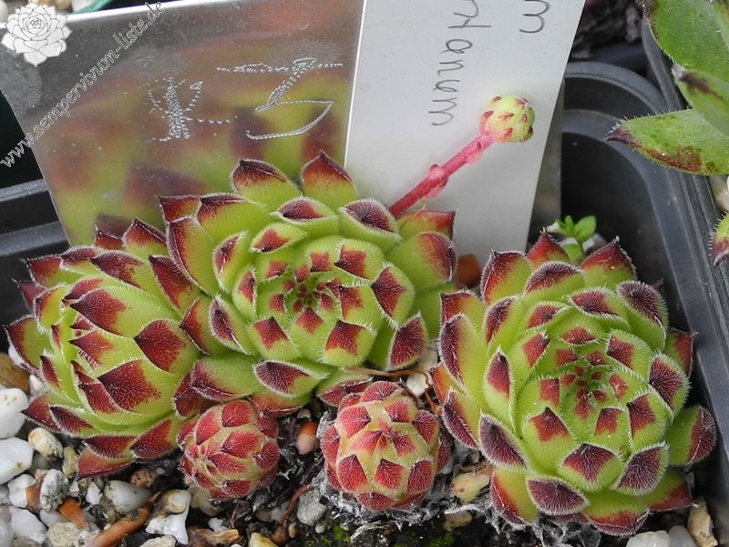 calcareum x S. montanum