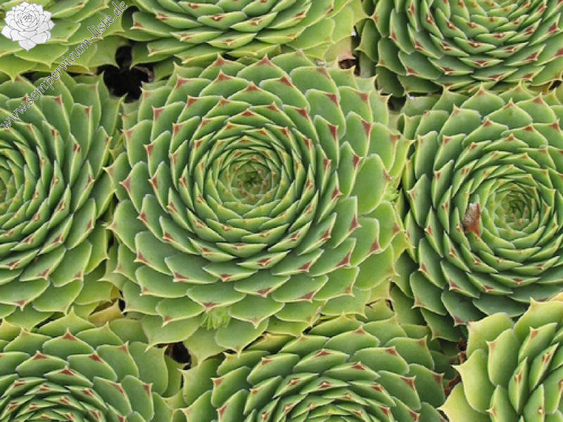 calcareum from Céüse 6