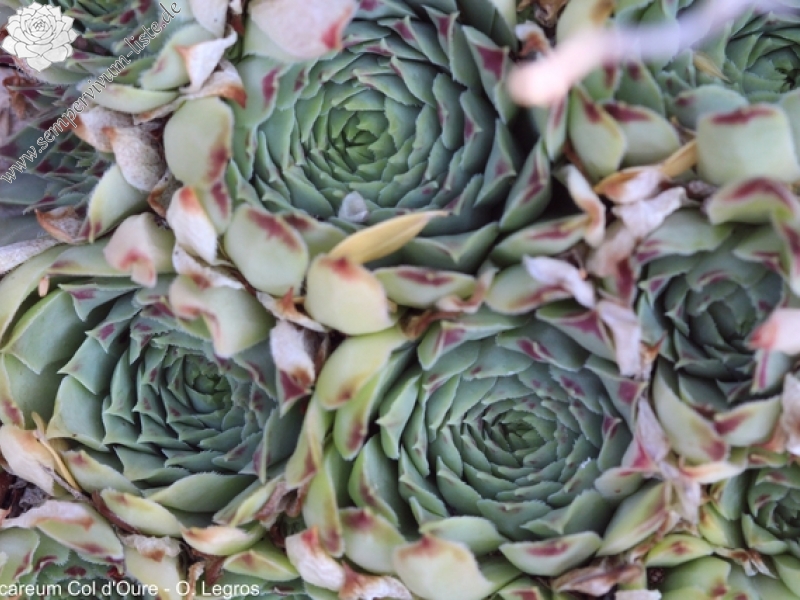 calcareum from Col d'Oure 7