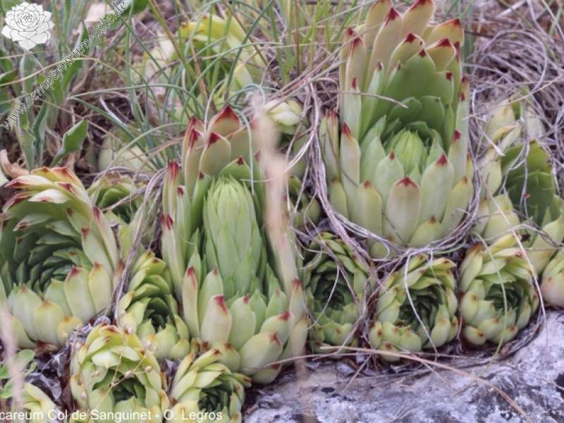 calcareum from Col de Sanguinet