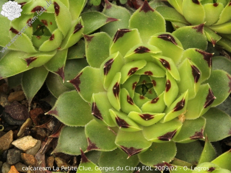 calcareum from La Petite Clue