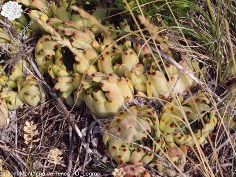 calcareum from Montagne de Tunes