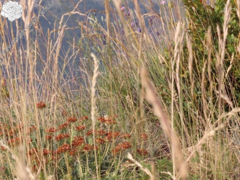 calcareum from Montagne de Tunes