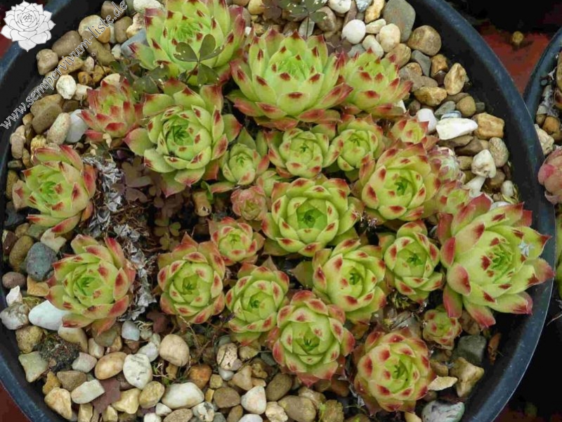 calcareum from Col Bayard