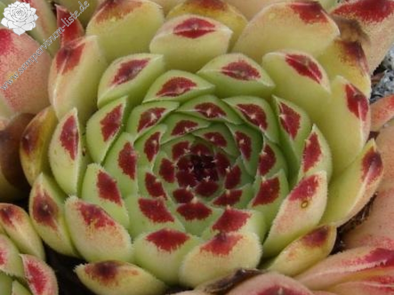 calcareum from Col Bayard