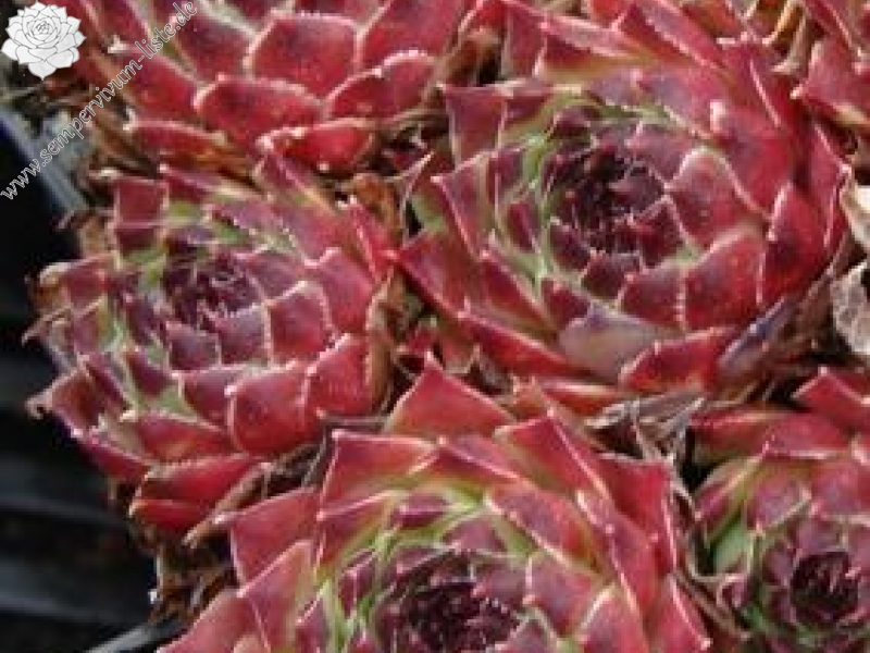 calcareum from Col Bayard