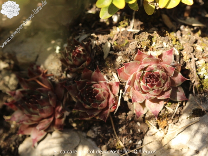 calcareum from Col de la Posterle