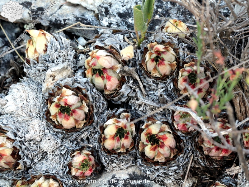 calcareum from Col de la Posterle