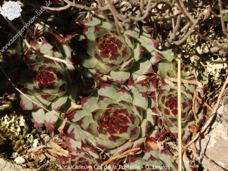 calcareum from Col de la Posterle