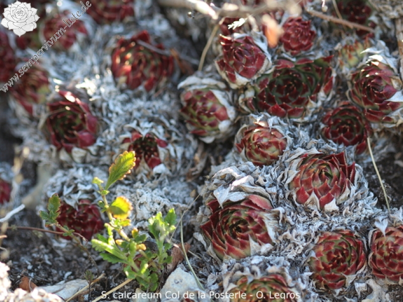 calcareum from Col de la Posterle
