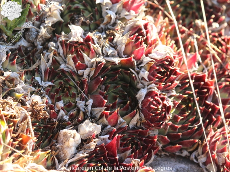 calcareum from Col de la Posterle