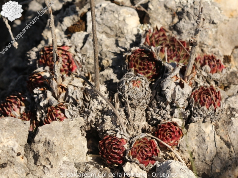 calcareum from Col de la Posterle