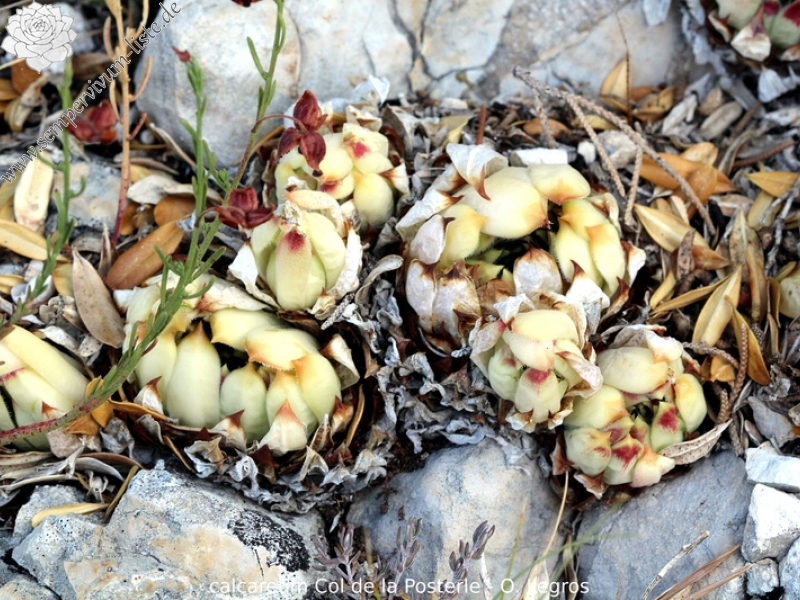 calcareum from Col de la Posterle